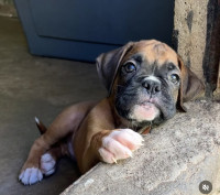 /album/lindo-bb-macho-disponivel/img-2622-jpeg/