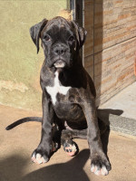 /album/lindo-bb-macho-disponivel/9bdf757e-6eb8-4583-81fa-0ae7237ec762-jpeg/