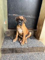 /album/lindo-bb-macho-disponivel/img-4023-jpeg/