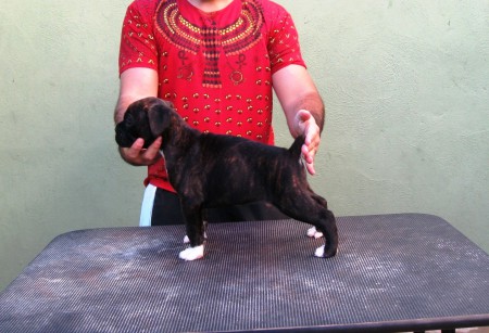 PLUTO - JUIZ DE FORA - MG