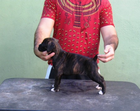 PRETA - GOIÂNIA - GO