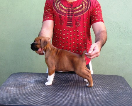 AMORA - BLUMENAU - SC