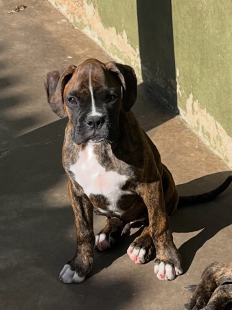 LINDO MACHO DISPONÍVEL A PRONTA ENTREGA