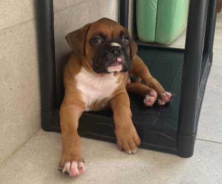 LINDO MACHO DOURADO DISPONÍVEL
