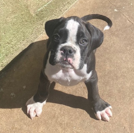 LINDO MACHO TIGRADO REVERSO DISPONÍVEL